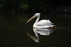 Pelican