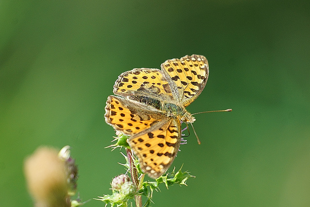 Kleiner Perlmutterfalter auf Distel