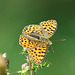 Kleiner Perlmutterfalter auf Distel