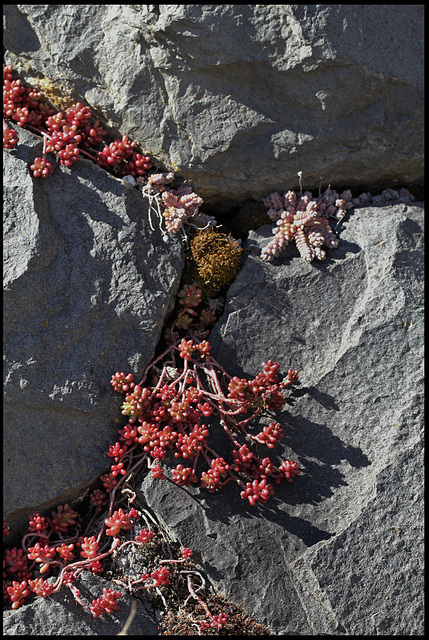 Sedum dans une muraille