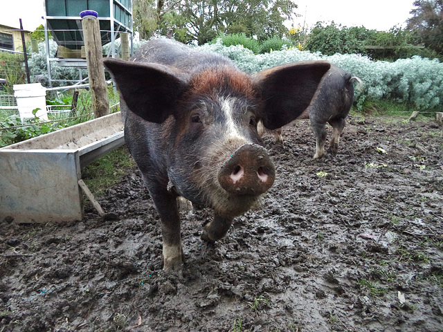 happy as a pig in mud