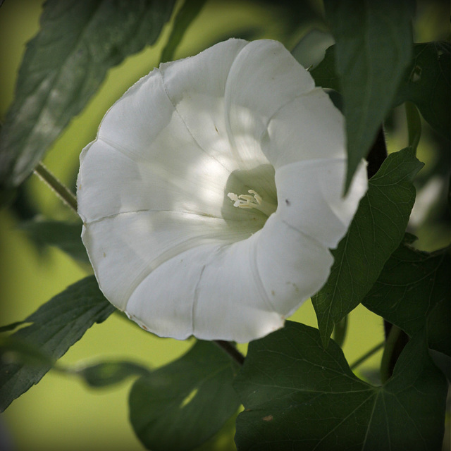 Pavillon blanc