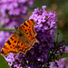 Comma Butterfly