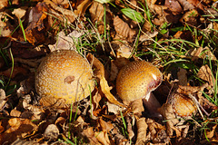 Perlpilze im Laub