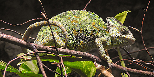 20210709 1586CPw [D~OS] Jemenchamäleon (Chamaeleo calyptratus), Zoo Osnabrück