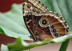 Morpho Butterfly