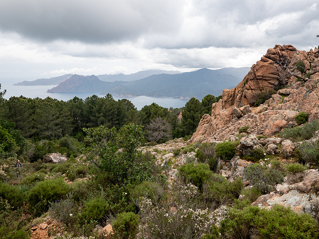 CORSICA - Forêt de Piana