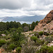 CORSICA - Forêt de Piana