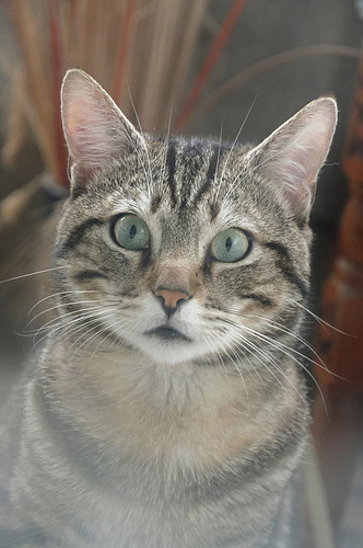Léo