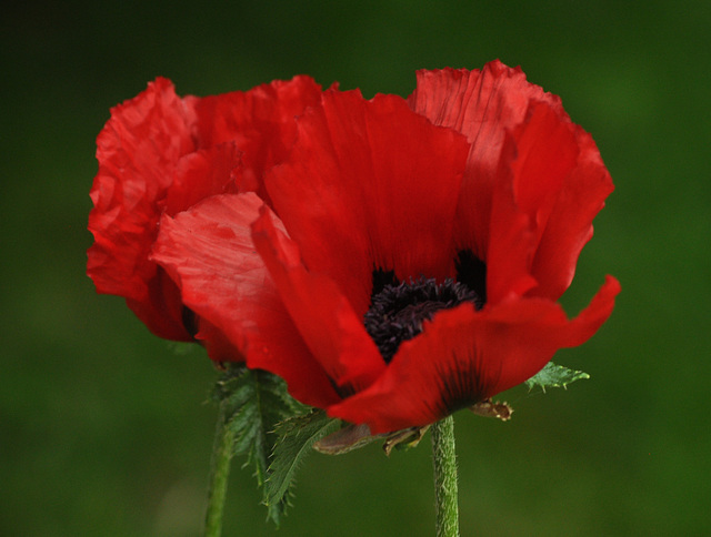 poppy cheek by cheek june 2015 DSC 1958