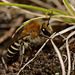 Colletes succinctus