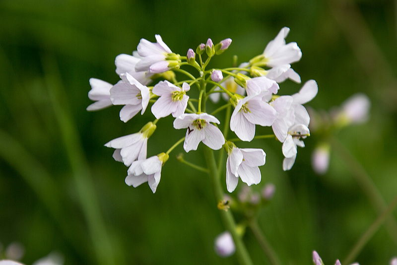 20160423 1213VRAw [D~LIP]   Wiesen-Schaumkraut (Cardamine pratensis), Hörster Bruch, Hörste