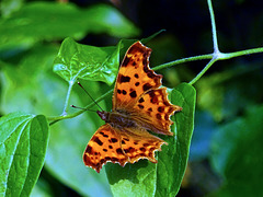 Comma Butterfly, Voerendaal _Netherlands