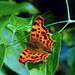 Comma Butterfly, Voerendaal _Netherlands