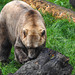 20170928 3166CPw [D~OS] Mischlingsbär [Vater: Eisbär (Ursus maritimus) + Mutter: Braunbär (Ursus arctos), geb. im Zoo 2004, Osnabrück