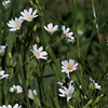 Stellaria holostea , Stellaire holostée