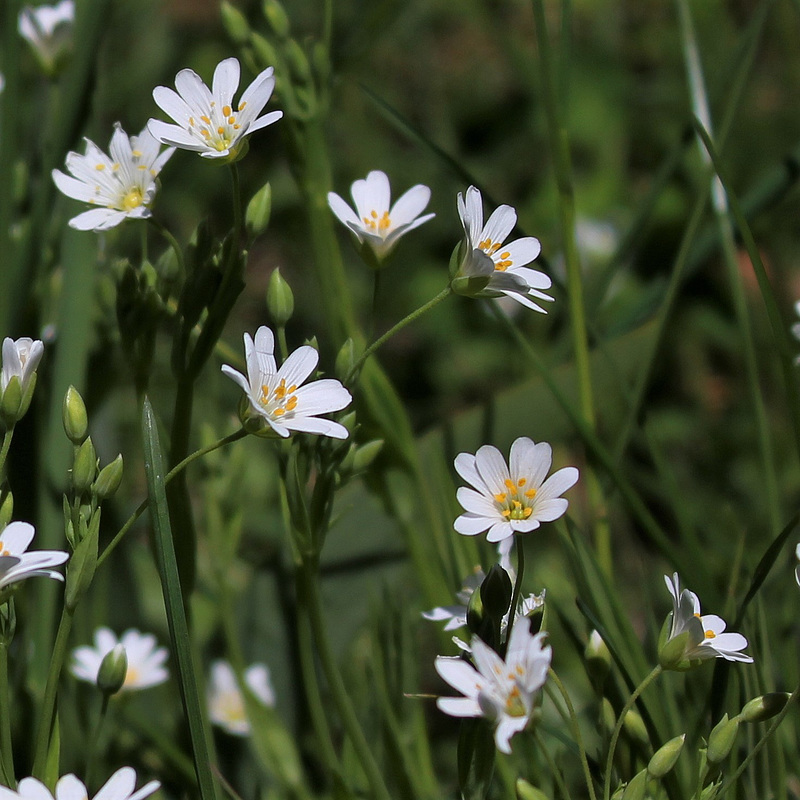 Stellaria holostea , Stellaire holostée