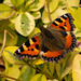 Small Tortoiseshell Butterfly