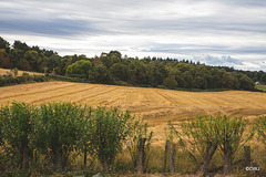 The harvest is in; it took barely a morning to reap the 15 acre field.