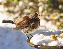 Fieldfare