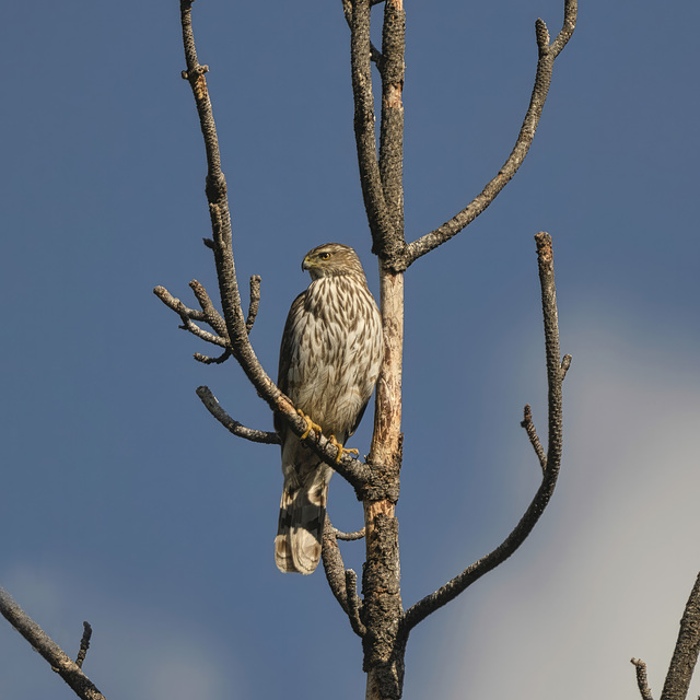 Goshawk