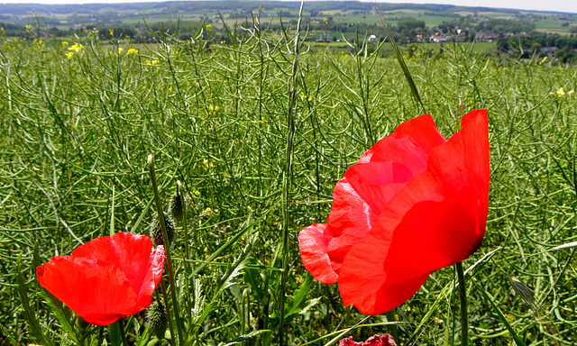 orsbacher poppy's