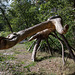20140911 5143VRAw [NL] Krokodil mit Schlange, Skulptur, Terschelling