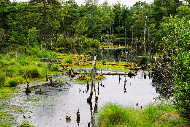 Geheimnisvolles Moor - Mysterious Bog - Marais mystérieux