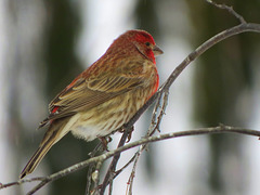 Rare in our yard, a House Finch