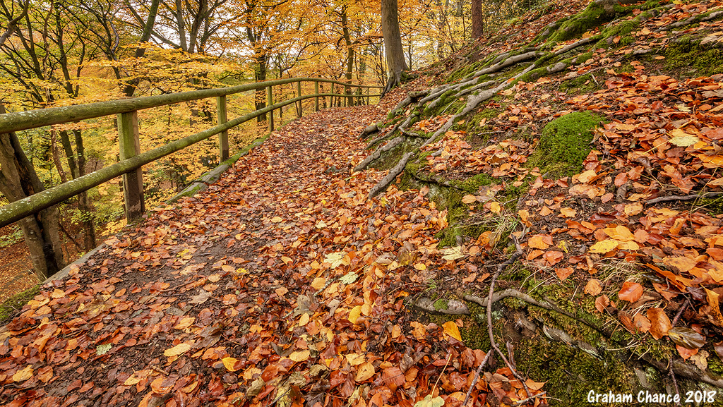 Rectory Wood