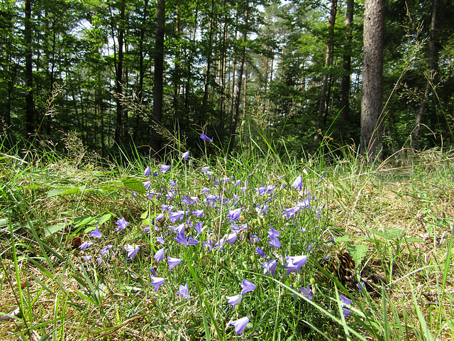 Blümchen im Wald