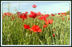 Poppies, Algete