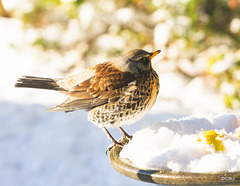 Fieldfare