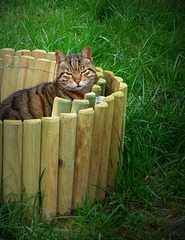 fenced cat