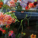 IMG 3184-001-Dahlia Display 2