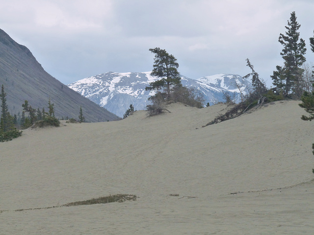 Carcross Desert