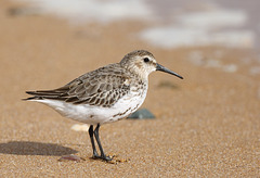 La plage          (Bécasseau variable juvénile)