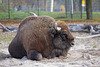 Wisent (Wilhelma)