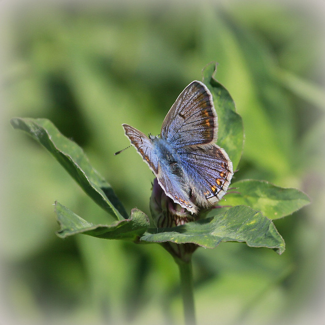 Madame préfère les petits bleus