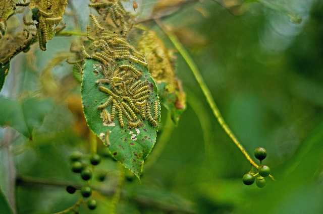 Webworms