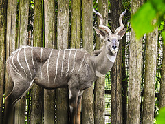 20210709 1595CPw [D~OS] Kleiner Kudu, Zoo Osnabrück