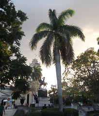 Cocotier en vedette     (Cuba)