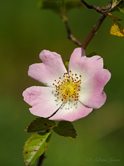 Wild Rose