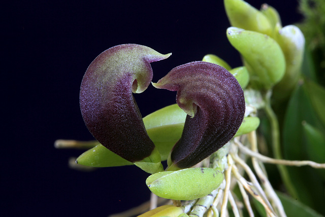 Acianthera bragae