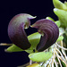 Acianthera bragae