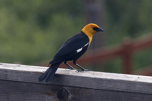 Yellow-headed Blackbird