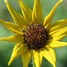 Sunflower sp.