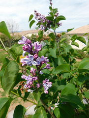 Lilas***************