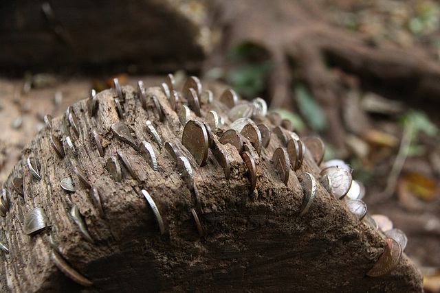 Puzzlewood