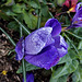 un crocus sous la pluie